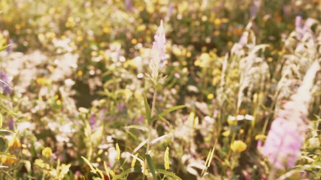 In a bright field, wildflowers of various colors grow under the sun. The flowers sway gently in the breeze. It is springtime and nature is full of life.