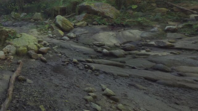 The scene shows a dry riverbed filled with stones and logs. Surrounding the area are lush green plants and trees. This spot is located in a forest during daylight.