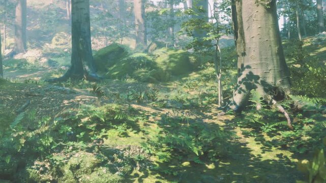 Sunlight filters through tall trees in a forest. The ground is covered with green plants and moss. Shadows and light create a natural scene in the woods during daytime.