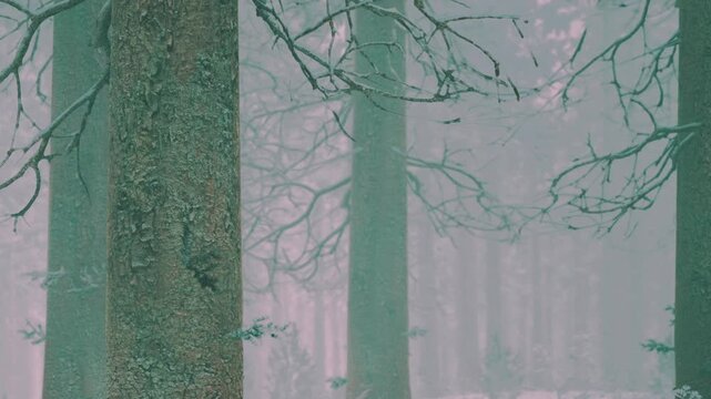 Tall trees stand in a foggy forest. The air is misty and the trees are bare. Little light comes through the branches. It looks quiet and still.