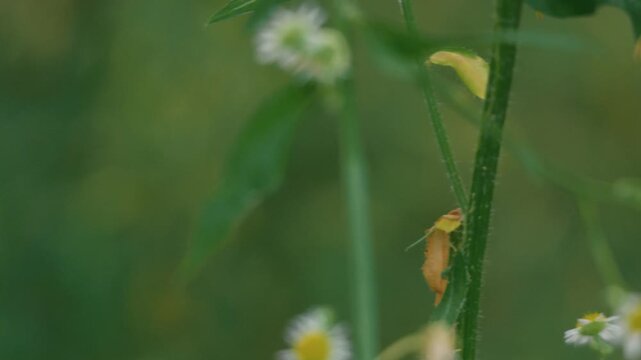 Close-up of a small autumn flower with a blurred background
