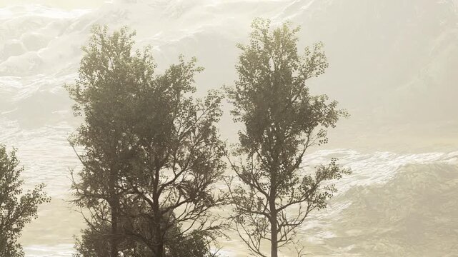 Two trees are in focus on a hill. The background shows soft shapes of mountains in a foggy setting. This scene likely takes place during the day with low visibility.
