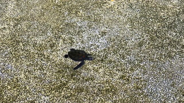 Newborn sea turtle swimming in a shallow conservation nursery pool. This fragile baby reptile represents marine wildlife protection and breeding programs, preparing for release into the wild.