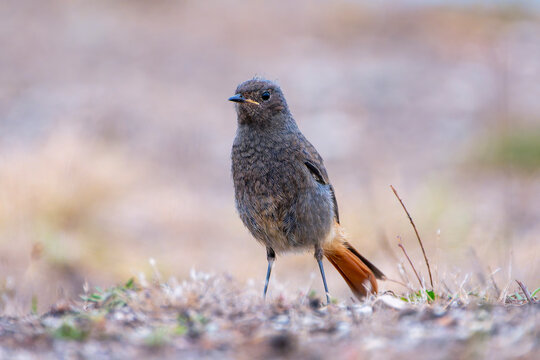 Male black redstart young perched in a field searching for insects.
