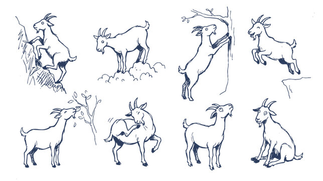 Hand Drawn Goat Vector Set Mountain Goats Line Art Sketch Illustration