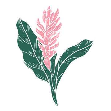 Hand drawn Hawaiian ginger flower botanical 