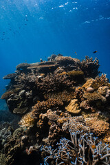 Golden staghorn coral growing on vibrant tropical reef in deep blue ocean. © PIPE DIVE UNDERWATER