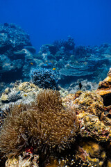 Clownfish swimming on golden sea anemone tentacles on tropical coral reef. © PIPE DIVE UNDERWATER