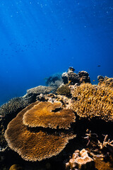 Golden staghorn coral growing on vibrant tropical reef in deep blue ocean. © PIPE DIVE UNDERWATER