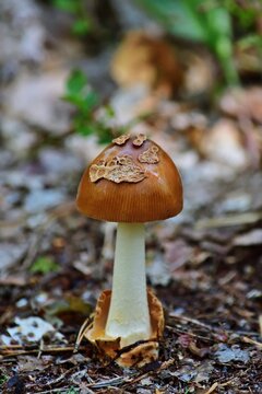 Fuchsiger Streifling (Amanita fulva) im Nationalpark Kampinos, vertikal
