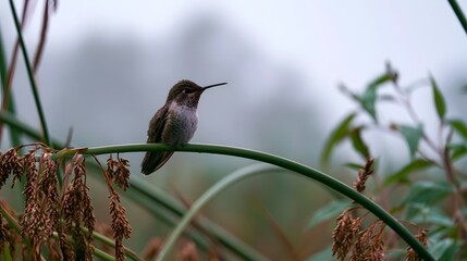 Fototapeta premium A small hummingbird perches calmly on a green plant stem amid soft mist and blurred vegetation in a quiet natural setting
