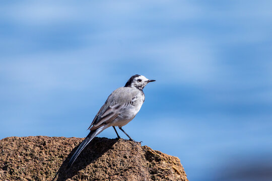 White wagtail perched on a rock.
