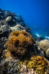 Clownfish swimming on golden sea anemone tentacles on tropical coral reef. © PIPE DIVE UNDERWATER
