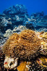 Clownfish swimming on golden sea anemone tentacles on tropical coral reef. © PIPE DIVE UNDERWATER