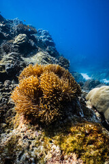 Clownfish swimming on golden sea anemone tentacles on tropical coral reef. © PIPE DIVE UNDERWATER