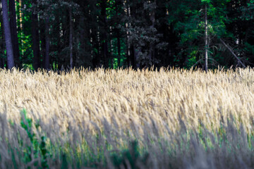 Złote pole zbóż (Poaceae) na tle gęstego, ciemnego lasu. Wiejski krajobraz Polski łączący rolnictwo z naturą, doskonały do tematów zrównoważonego rozwoju, rolnictwa i ekologii. © Henryk Niestrój