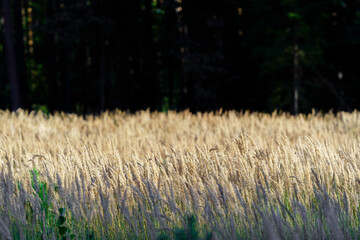 Złote kłosy trawy (Poaceae) skąpane w słońcu na tle ciemnego ściany lasu. Kontrastowy krajobraz wiejski o ciepłej kolorystyce. © Henryk Niestrój