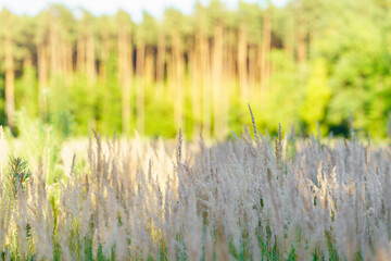 Jasna polana pełna puszystych traw (Poaceae) z rozmytym tłem sosnowego lasu. Słoneczny, sielski krajobraz naturalny z miękkim światłem. © Henryk Niestrój