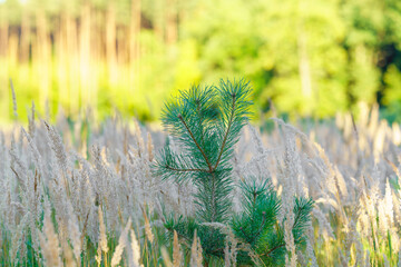 Młoda sosna zwyczajna (Pinus sylvestris) rosnąca pośród wysokich traw w promieniach słońca. Symbol odnowy leśnej i ochrony środowiska. © Henryk Niestrój