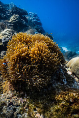 Clownfish swimming on golden sea anemone tentacles on tropical coral reef. © PIPE DIVE UNDERWATER