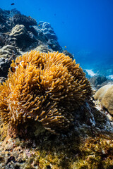 Clownfish swimming on golden sea anemone tentacles on tropical coral reef. © PIPE DIVE UNDERWATER