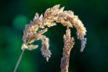 Zbliżenie na puszystą wiechę trawy (Poaceae) na rozmytym, ciemnozielonym tle leśnym. Makrofotografia naturalnej flory w miękkim świetle. © Henryk Niestrój