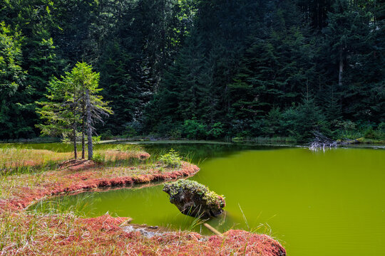 Green water reflects trees in a quiet spot near a forest