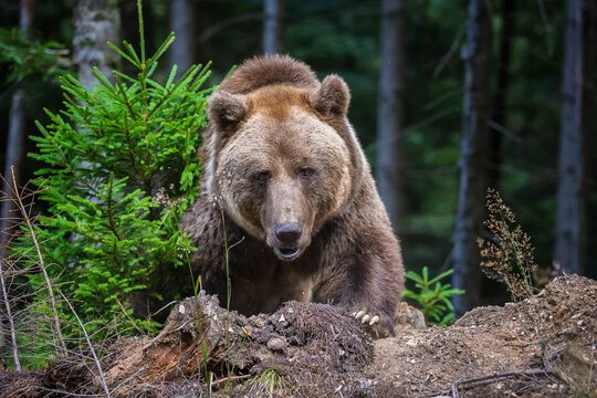 Brown bear foraging in a forested area with green foliage and trees, showcasing natural habitat and wildlife in a serene environment