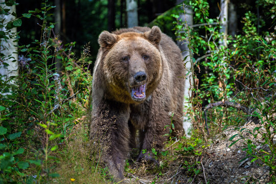 Grizzly bear walking through dense forest vegetation, showcasing its powerful build and natural habitat with trees and underbrush surrounding the animal