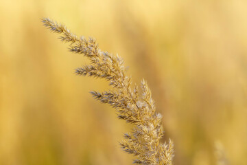 Pojedynczy kłos trawy (Calamagrostis) na rozmytym, ciepłym tle. Delikatne makro natury idealne do minimalistycznych projektów graficznych, opakowań ekologicznych i branży wellness. © Henryk Niestrój
