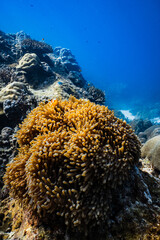 Clownfish peering over golden sea anemone tentacles on tropical coral reef in blue ocean. © PIPE DIVE UNDERWATER