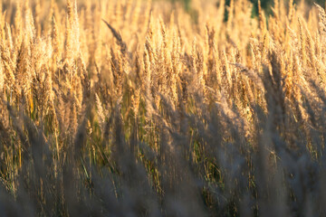 Zbliżenie na puszyste kłosy trawy (Calamagrostis epigejos) w promieniach zachodzącego słońca. Naturalne, miękkie tło w stylu boho do banerów, reklam i mediów społecznościowych. © Henryk Niestrój
