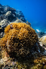 Clownfish peering over golden sea anemone tentacles on tropical coral reef in blue ocean. © PIPE DIVE UNDERWATER
