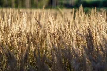 Złociste pole traw ozdobnych i dzikiej trzciny (Calamagrostis epigejos) o zachodzie słońca. Ciepłe, naturalne tło natury idealne do projektów ekologicznych, jesiennych i boho. © Henryk Niestrój