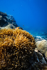 Clownfish peering over golden sea anemone tentacles on tropical coral reef in blue ocean. © PIPE DIVE UNDERWATER