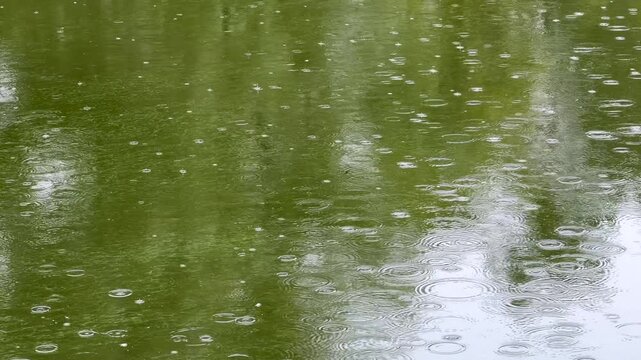 Ripples and Raindrops: Abstract Close-up of Rain Falling on a Green Pond Surface creating Concentric Circles and Splashes under an Overcast Sky