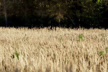 Wyschnięta na słońcu wysoka trawa (Poaceae) na łące z ciemną ścianą lasu w tle. Symbolizuje upalne lato, suszę i zmiany klimatyczne. © Henryk Niestrój