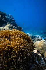 Clownfish peering over golden sea anemone tentacles on tropical coral reef in blue ocean. © PIPE DIVE UNDERWATER