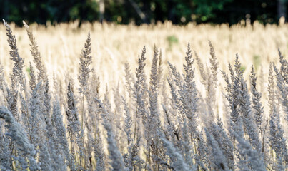 Puszyste wiechy traw (Calamagrostis epigejos) w miękkim, rozproszonym świetle. Świetna tekstura i tło do projektów z branży beauty, wnętrzarskiej oraz wydawnictw botanicznych. © Henryk Niestrój