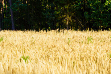 Złota ściana traw (Calamagrostis epigejos) na tle gęstego, ściany ściany zielonego lasu. Przestrzenne, kontrastowe ujęcie natury idealne do nagłówków, banerów i magazynów. © Henryk Niestrój
