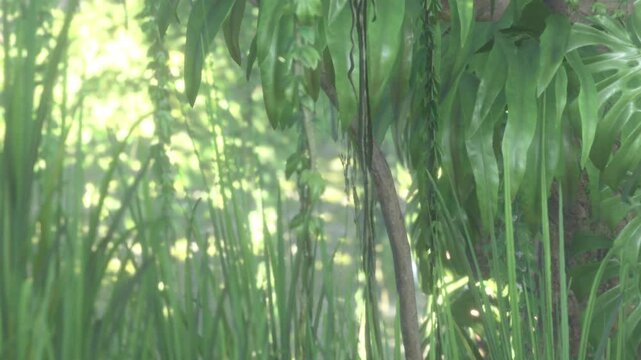 Sunlight comes through the leaves in a space filled with tall grass and dense foliage. The green plants sway slightly in a breeze. This forest scene shows natures texture and light.