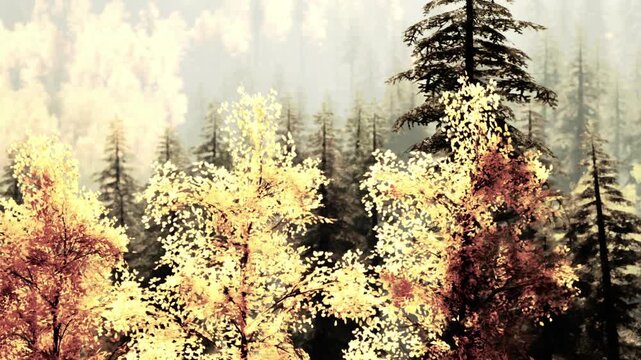 Sunlight shines through trees in a forest during autumn. The leaves are mostly yellow, creating a bright environment. The trees stand tall among others, creating a natural scene.