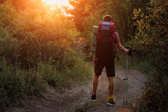 Hiker man on forest path with backpack and poles at warm sunset. Summer lifestyle and hiking concept