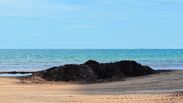 Pile of sargassum on Bal Harbour Beach Miami Florida