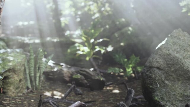 Sunlight filters through trees in a forest, illuminating rocks and various plants on the ground. The setting shows a natural and vibrant environment with greenery around.