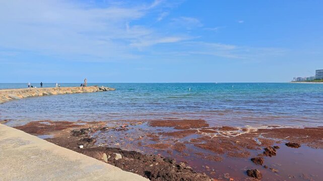 Rotting Sargassum on Bal Harbour Beach