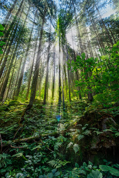 Sunlight filtering through tall coniferous trees in a lush green