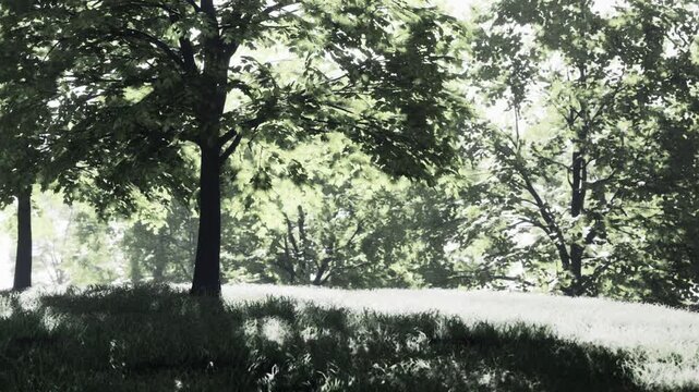 Trees stand tall in a forest as sunlight shines through their leaves. The ground is covered in grass. It is daytime and the scene is lively with nature.