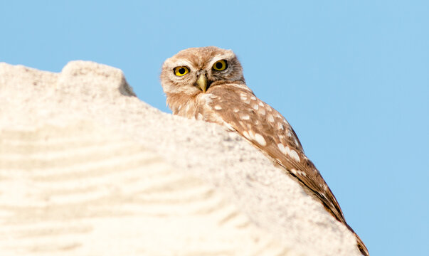 great horned owl