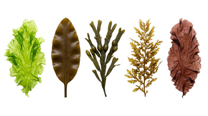Collection of five different types of seaweed and algae on a white background © Ivan